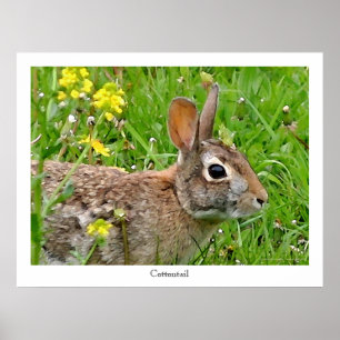 Cottontail Rabbit Print Poster
