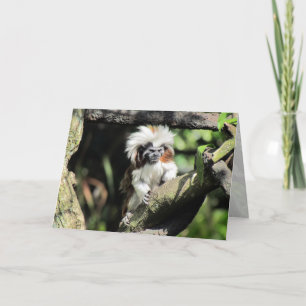 Cottontop Tamarin Grußkarte Karte