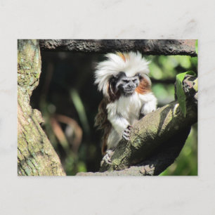Cottontop Tamarin Postkarte