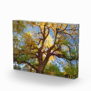 Cottonwood Tree   Hauptstadt Reef National Park, U Fotoblock
