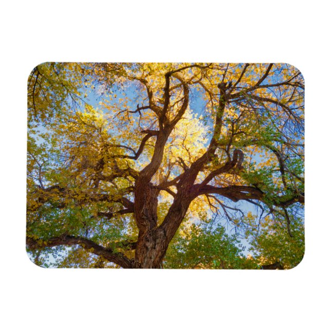 Cottonwood Tree | Hauptstadt Reef National Park, U Magnet (Horizontal)