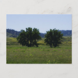 Cottonwood Trees Postkarte