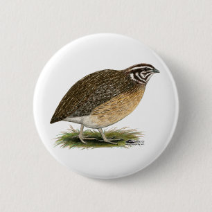 Coturnix Pharaoh Quail Button