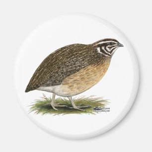 Coturnix Pharaoh Quail Magnet