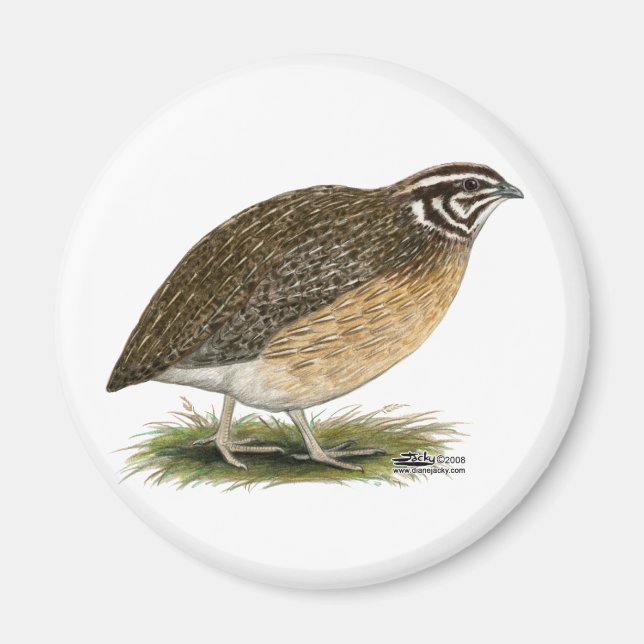 Coturnix Pharaoh Quail Magnet (Vorne)