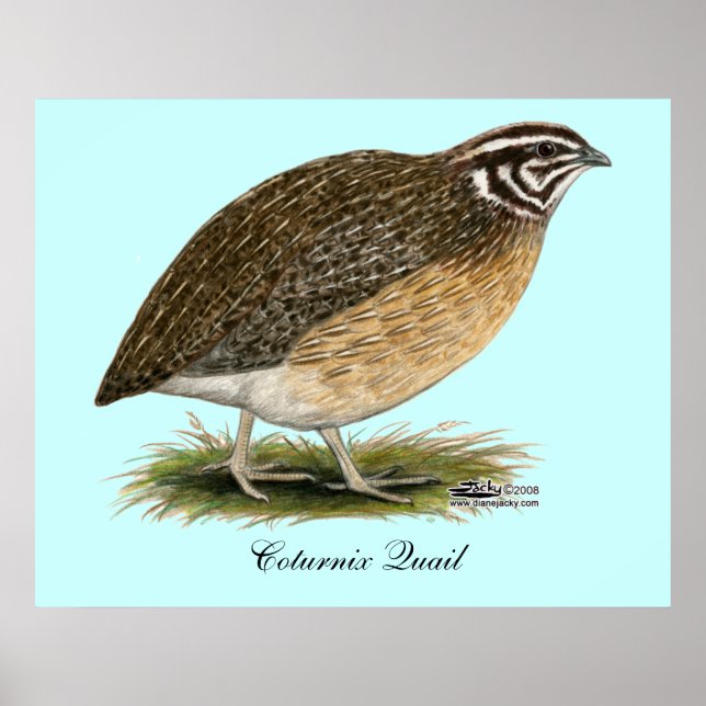 Coturnix Pharaoh Quail Poster (Vorne)