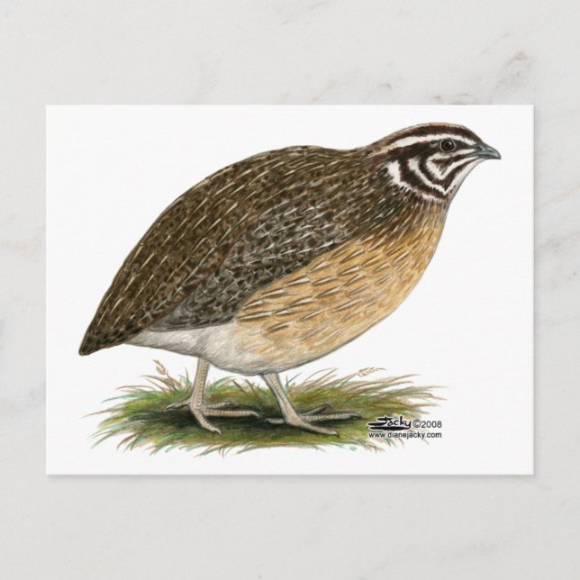 Coturnix Pharaoh Quail Postkarte (Vorderseite)