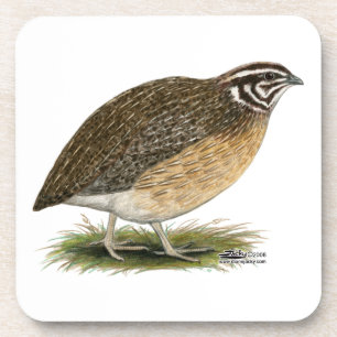 Coturnix Pharaoh Quail Untersetzer