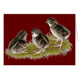 Coturnix Quail Chicks