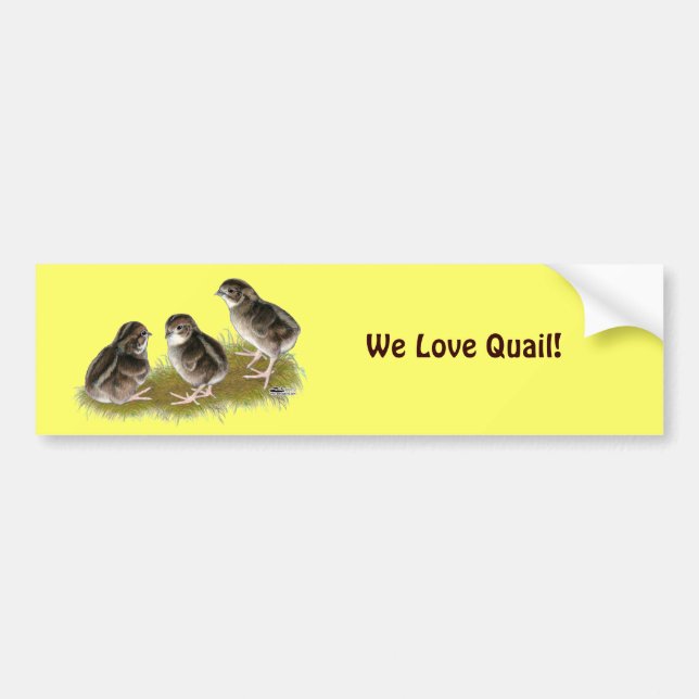 Coturnix Quail Chicks Autoaufkleber (Vorne)