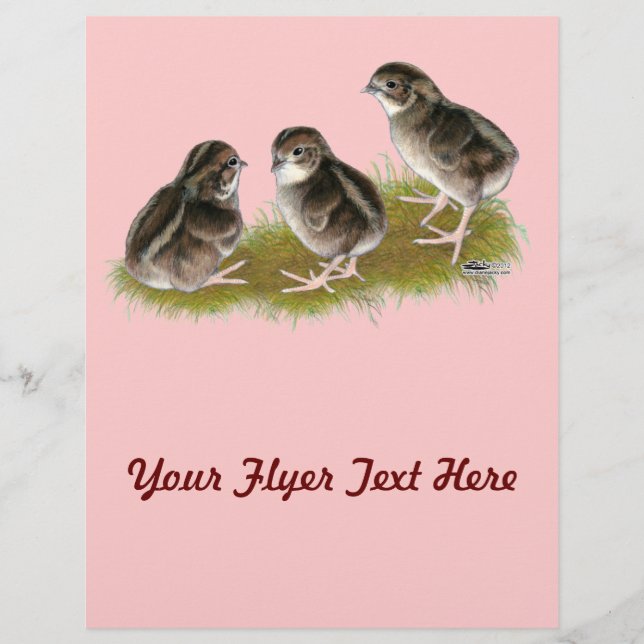 Coturnix Quail Chicks Flyer (Vorne)