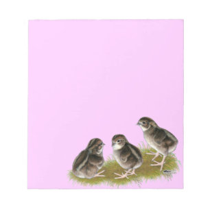 Coturnix Quail Chicks Notizblock
