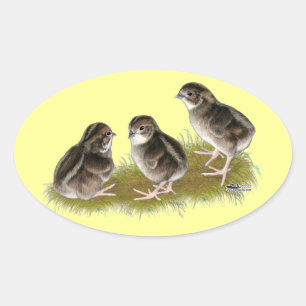 Coturnix Quail Chicks Ovaler Aufkleber
