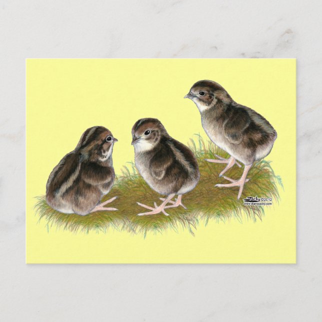 Coturnix Quail Chicks Postkarte (Vorderseite)