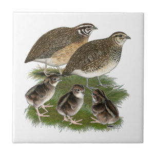 Coturnix Quail Fliese