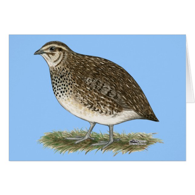 Coturnix Quail Hen (Vorderseite (Horizontal))