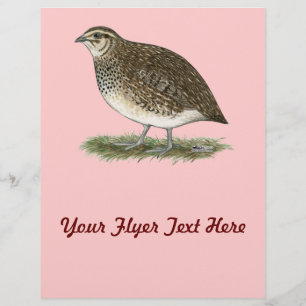 Coturnix Quail Hen Flyer