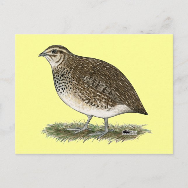 Coturnix Quail Hen Postkarte (Vorderseite)