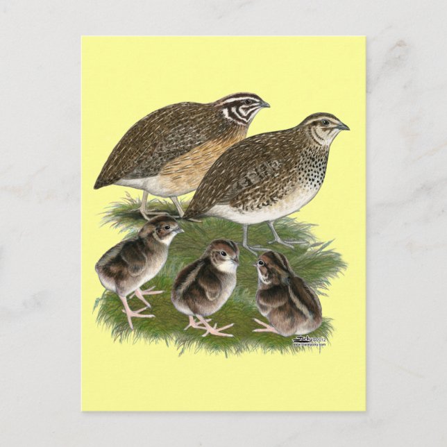 Coturnix Quail Postkarte (Vorderseite)