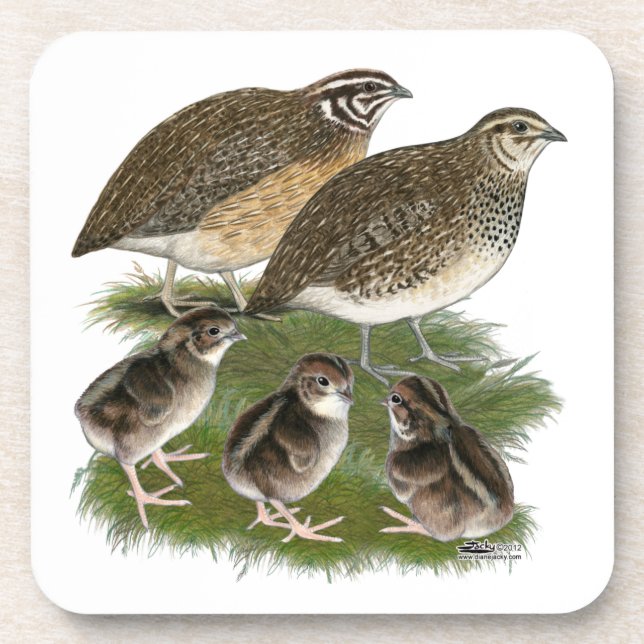 Coturnix Quail Untersetzer (Vorderseite)