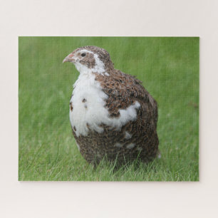 Coturnix Wachtel im Gras Puzzle