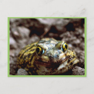 Couch-Spadefußtoad Postkarte