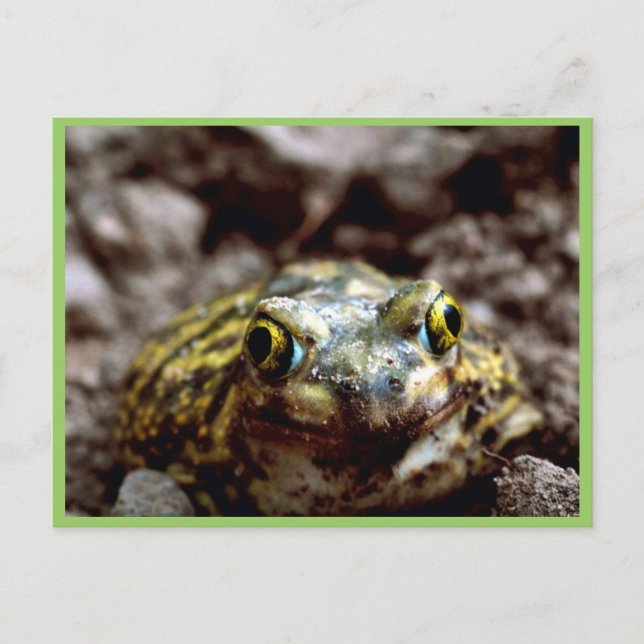 Couch-Spadefußtoad Postkarte (Vorderseite)