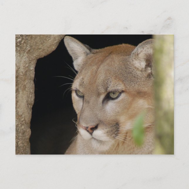 Cougar 013 postkarte (Vorderseite)