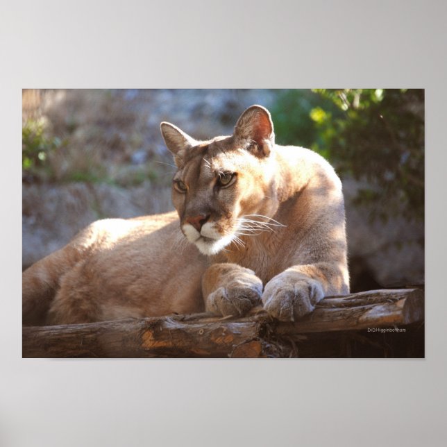 Cougar 1 poster (Vorne)