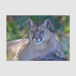 Cougar 2 Tissue Paper Seidenpapier