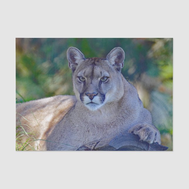 Cougar 2 Tissue Paper Seidenpapier (Vorderseite)