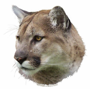 COUGAR-BERGLIONEN (plastisch) Geschenk für wild le Fotoskulptur Magnet