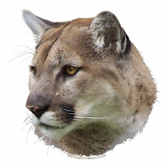 COUGAR-BERGLIONEN (plastisch) Geschenk für wild le Fotoskulptur Magnet (Vorne)