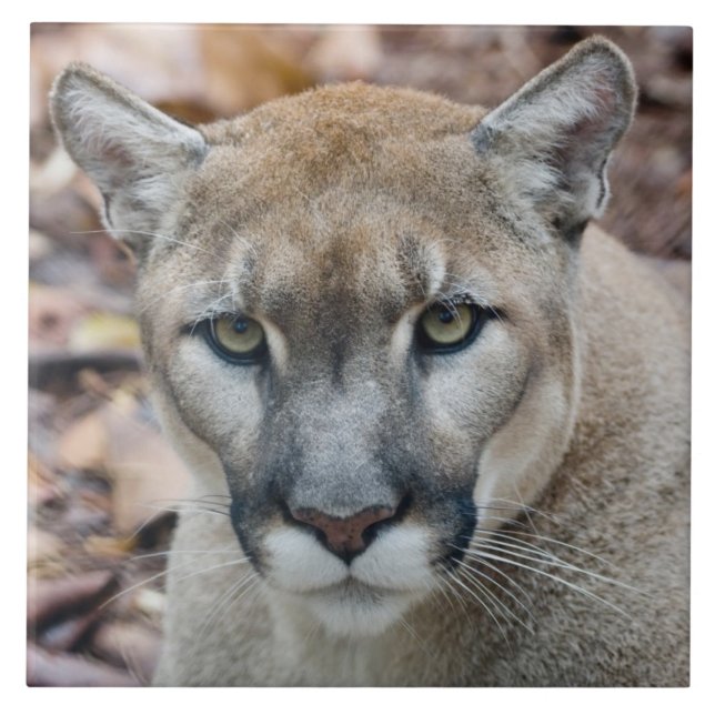Cougar, Berglöwe, Panther Florida, Puma Fliese (Vorderseite)