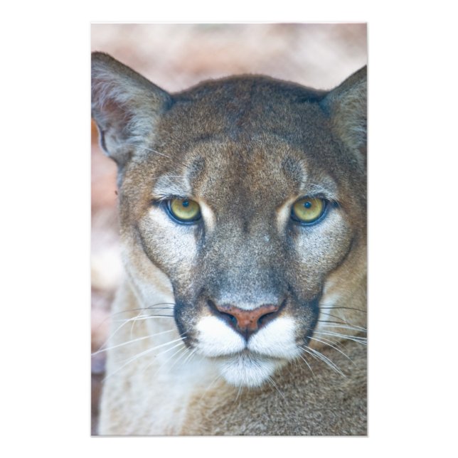 Cougar, Berglöwe, Panther Florida, Puma Fotodruck (Vorne)