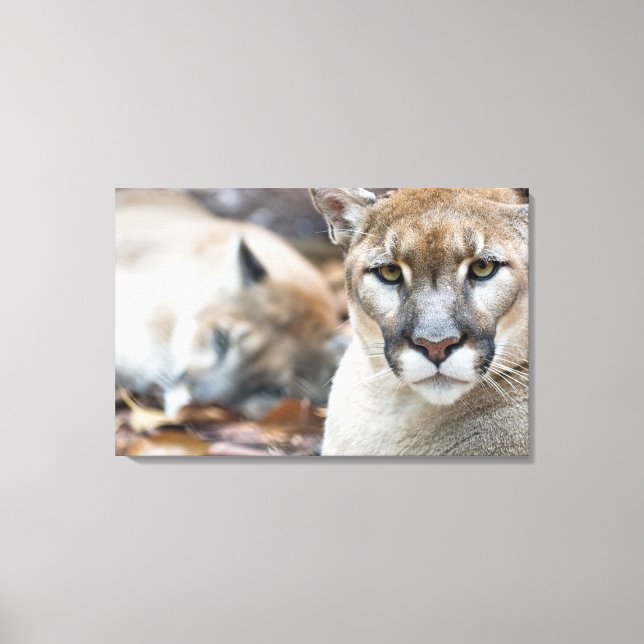 Cougar, Berglöwe, Panther Florida, Puma Leinwanddruck (Vorderseite)