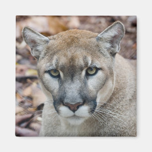 Cougar, Berglöwe, Panther Florida, Puma Magnet