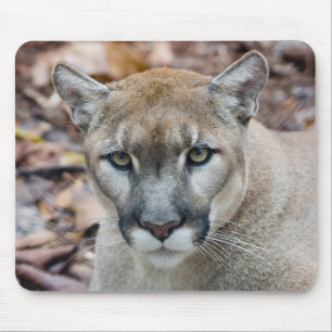 Cougar, Berglöwe, Panther Florida, Puma Mousepad