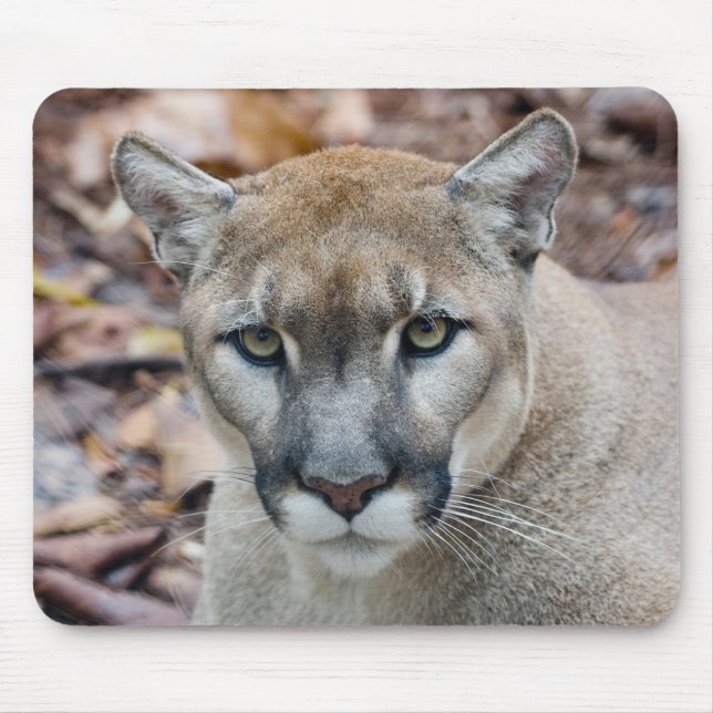 Cougar, Berglöwe, Panther Florida, Puma Mousepad (Vorne)