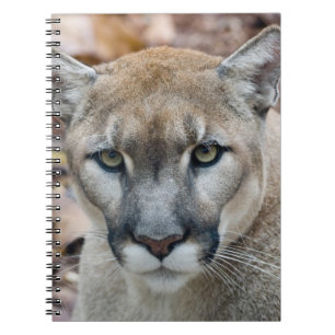 Cougar, Berglöwe, Panther Florida, Puma Notizblock