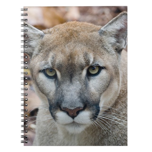 Cougar, Berglöwe, Panther Florida, Puma Notizblock (Vorderseite)