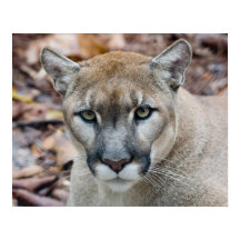 Cougar, Berglöwe, Panther Florida, Puma