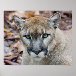Cougar, Berglöwe, Panther Florida, Puma Poster