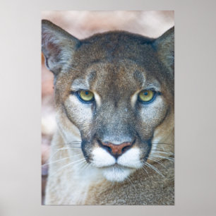 Cougar, Berglöwe, Panther Florida, Puma Poster