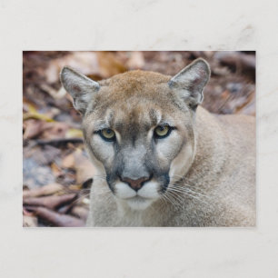 Cougar, Berglöwe, Panther Florida, Puma Postkarte
