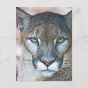 Cougar, Berglöwe, Panther Florida, Puma Postkarte