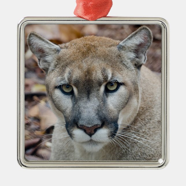 Cougar, Berglöwe, Panther Florida, Puma Silbernes Ornament (Vorne)