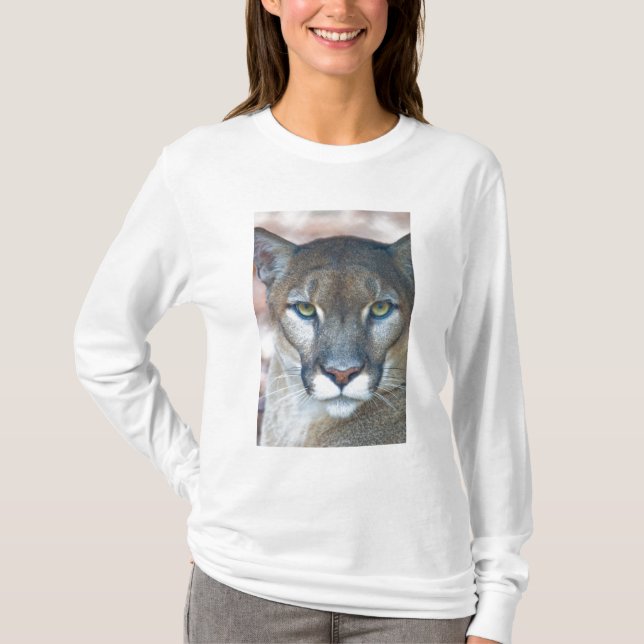 Cougar, Berglöwe, Panther Florida, Puma T-Shirt (Vorderseite)
