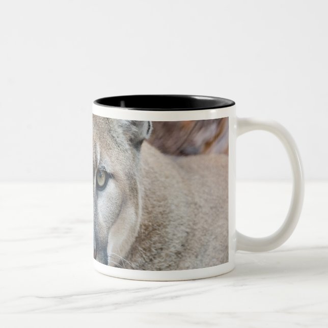 Cougar, Berglöwe, Panther Florida, Puma Zweifarbige Tasse (Rechts)