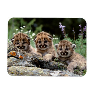 Cougar Cubs Magnet